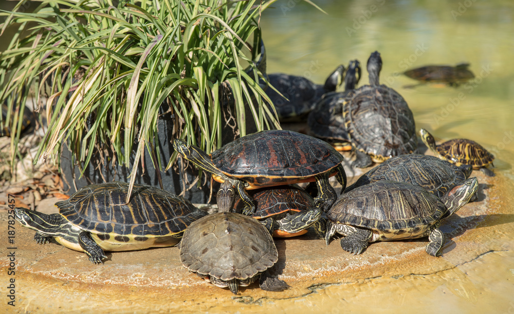 Obraz premium turtle pile of painted turtles sunning