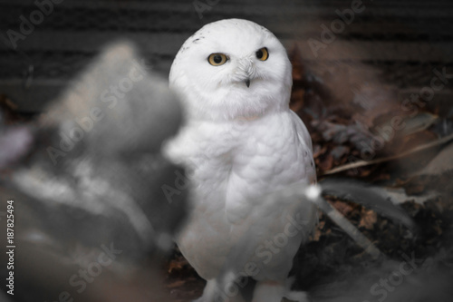 close up portrait of cute snowy owl photo