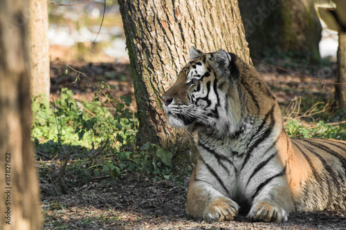 Fototapeta Naklejka Na Ścianę i Meble -  siberian tiger lying on ground taking sun