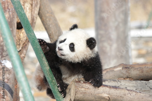 Fototapeta Naklejka Na Ścianę i Meble -  Little Panda Cub is Trying to Climb up 
