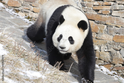 Fototapeta Naklejka Na Ścianę i Meble -  Giant Panda in China