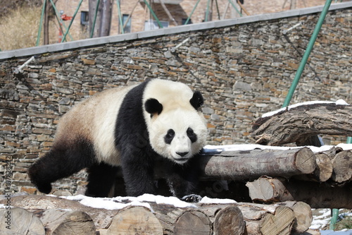 Fototapeta Naklejka Na Ścianę i Meble -  Happy Giant Panda in Winter Time, Pandas Love Snow