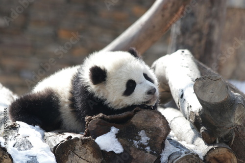 Fototapeta Naklejka Na Ścianę i Meble -  Little Panda Cub in Winter Time, Giant Pandas Love Snow