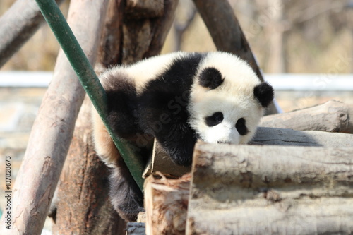 Fototapeta Naklejka Na Ścianę i Meble -  Little Panda Cub on the PLayground