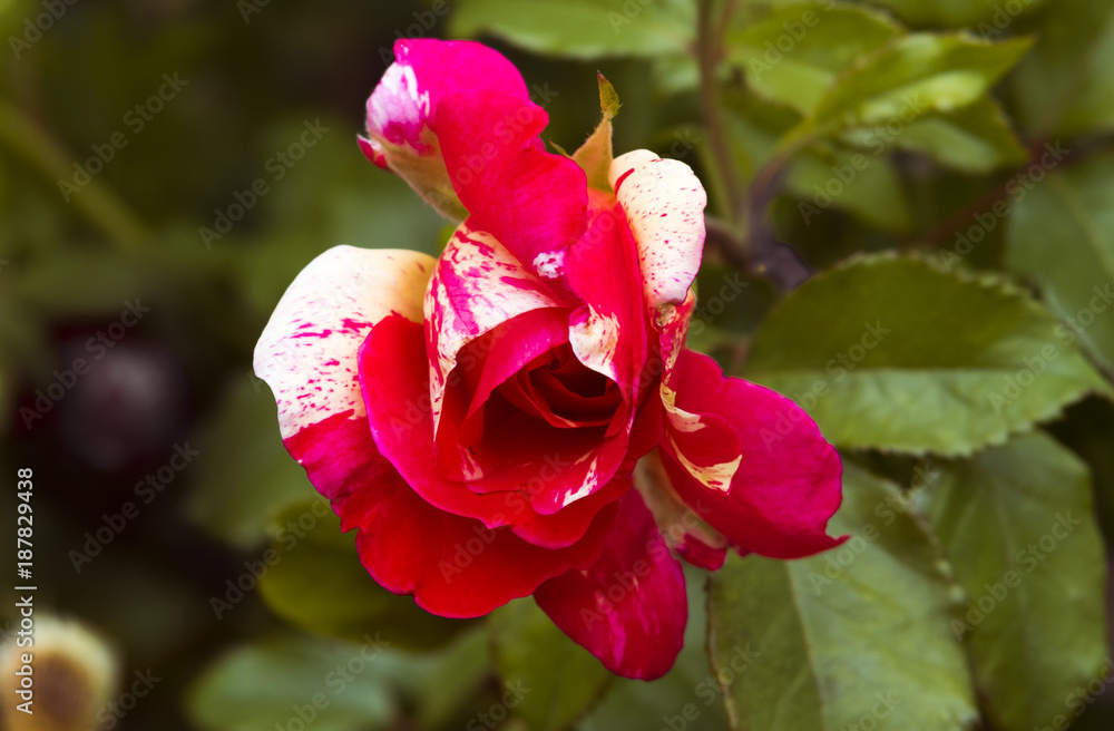 ROSA, ROSA ROJA, ROSA ROJA Y BLANCA