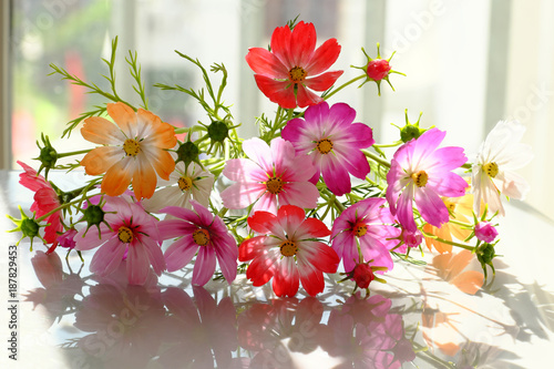 Fototapeta Naklejka Na Ścianę i Meble -  colorful cosmos flowers