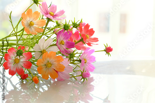 Fototapeta Naklejka Na Ścianę i Meble -  colorful cosmos flowers