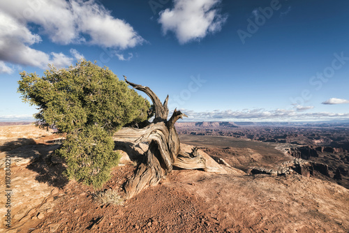 Tree in desert, Moab, Utah, United States photo