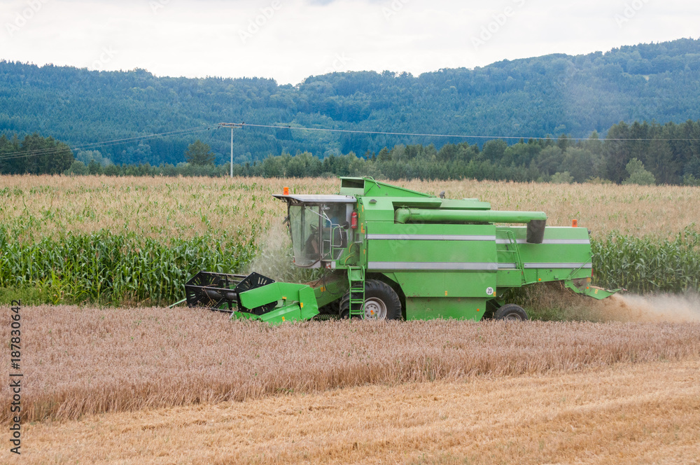 Obraz premium Harvester machine to harvest wheat field working. Combine harvester agriculture machine harvesting golden ripe wheat field. Agriculture