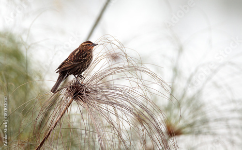 Female red winged blackbird Agelaius phoeniceus photo