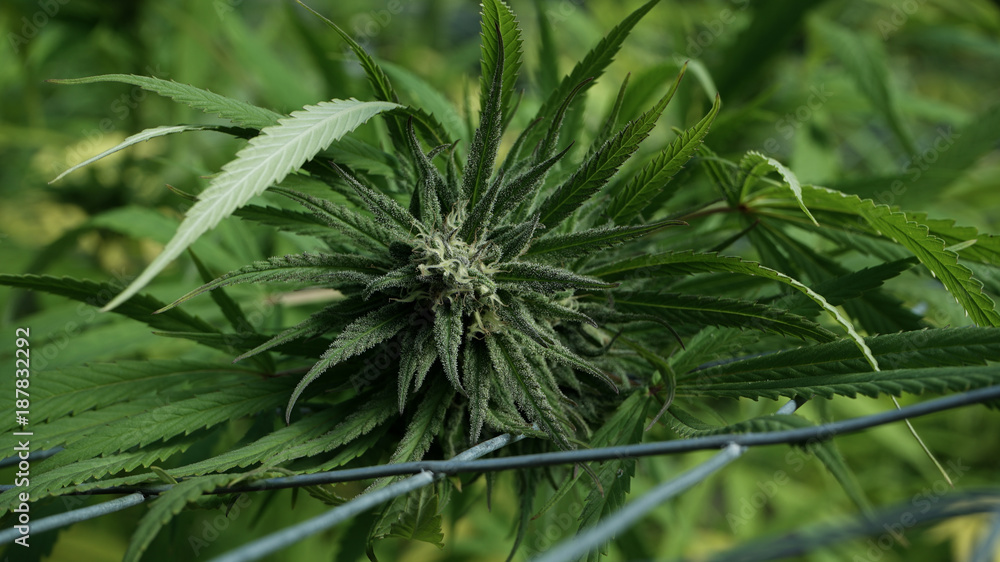 Fototapeta premium cannabis flower