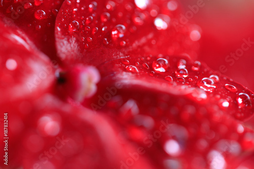 Red Begonia flowers with rain drops