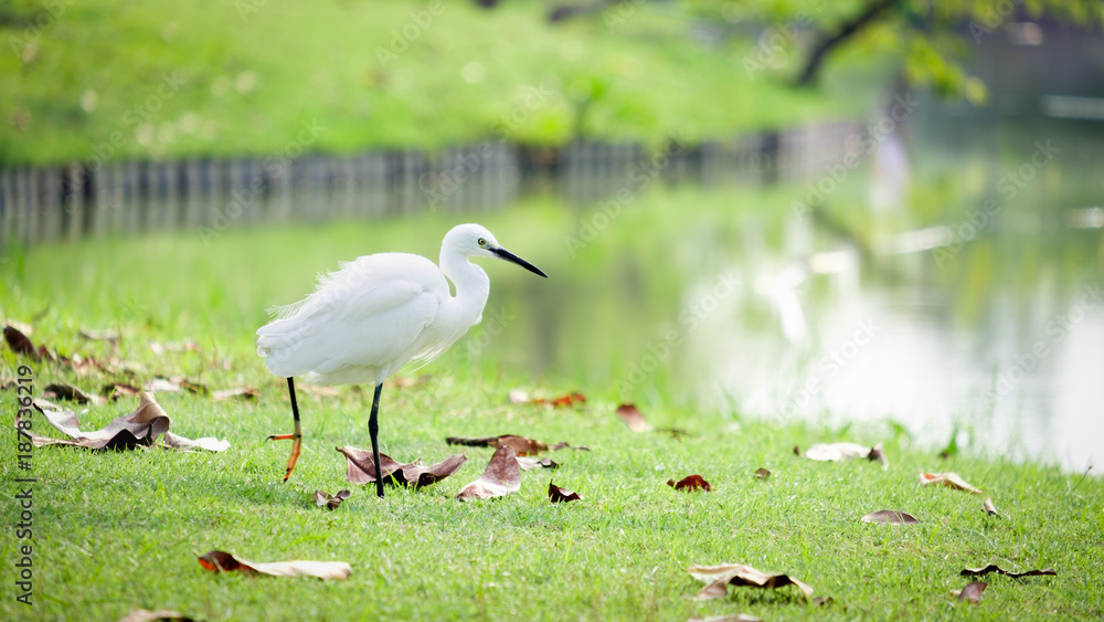 Naklejka premium Great Egret walking by the marsh