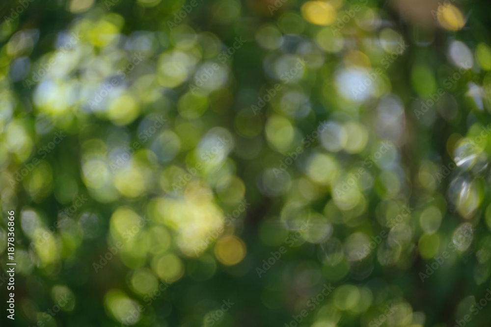 Fototapeta premium Abstract natural green bokeh from tree background. nature defocus outdoor.