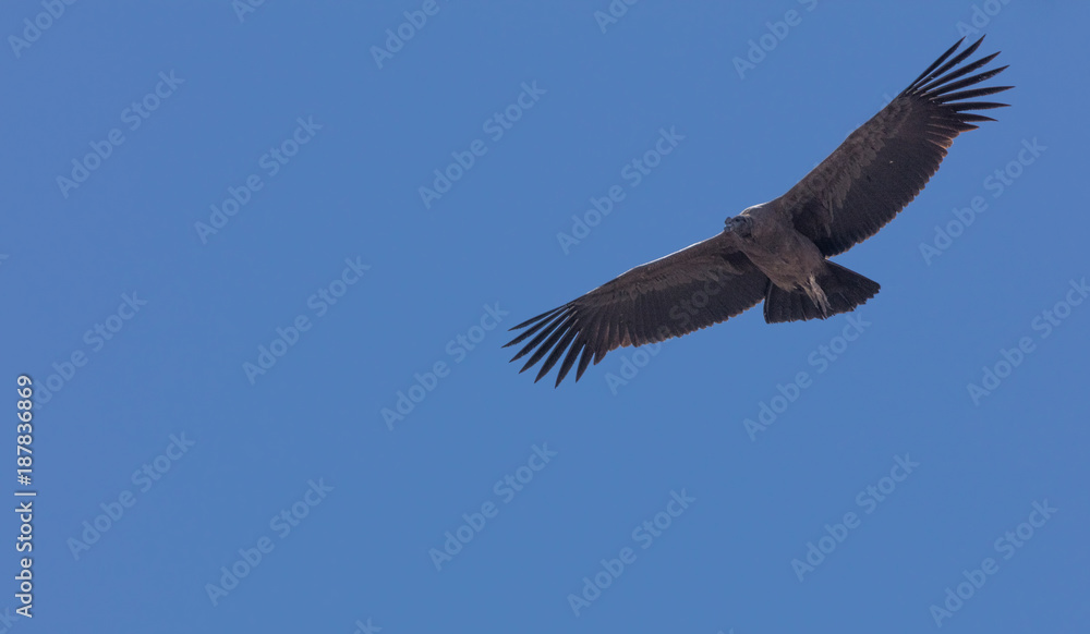 Fototapeta premium Condor flying in Peru