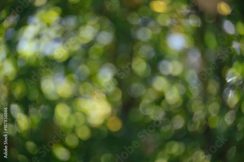 Abstract natural green bokeh from tree background. nature defocus outdoor.