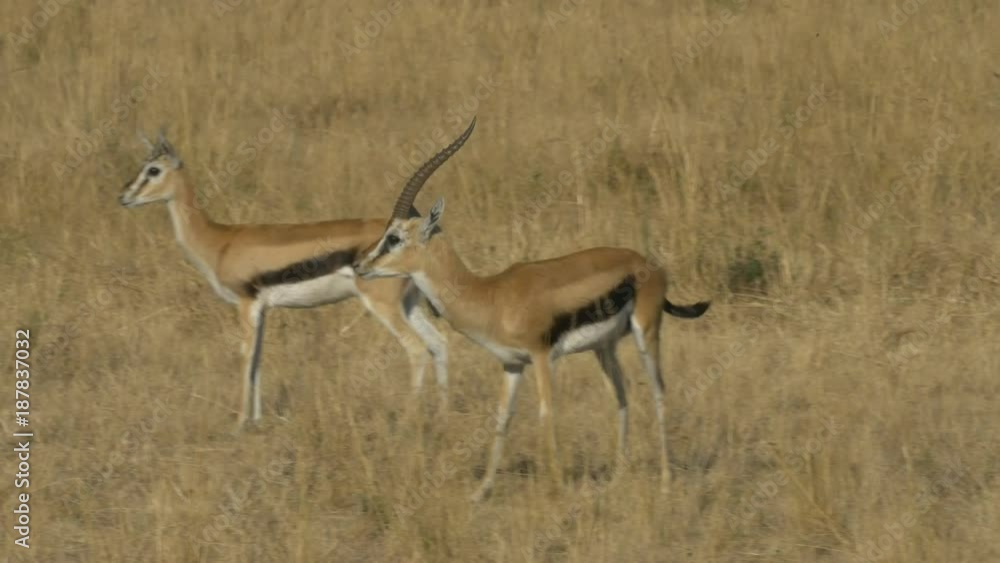 a thompson gazelle buck and several does in masai mara game reserve, kenya a thompson gazelle buck and several does in masai mara game reserve, kenya