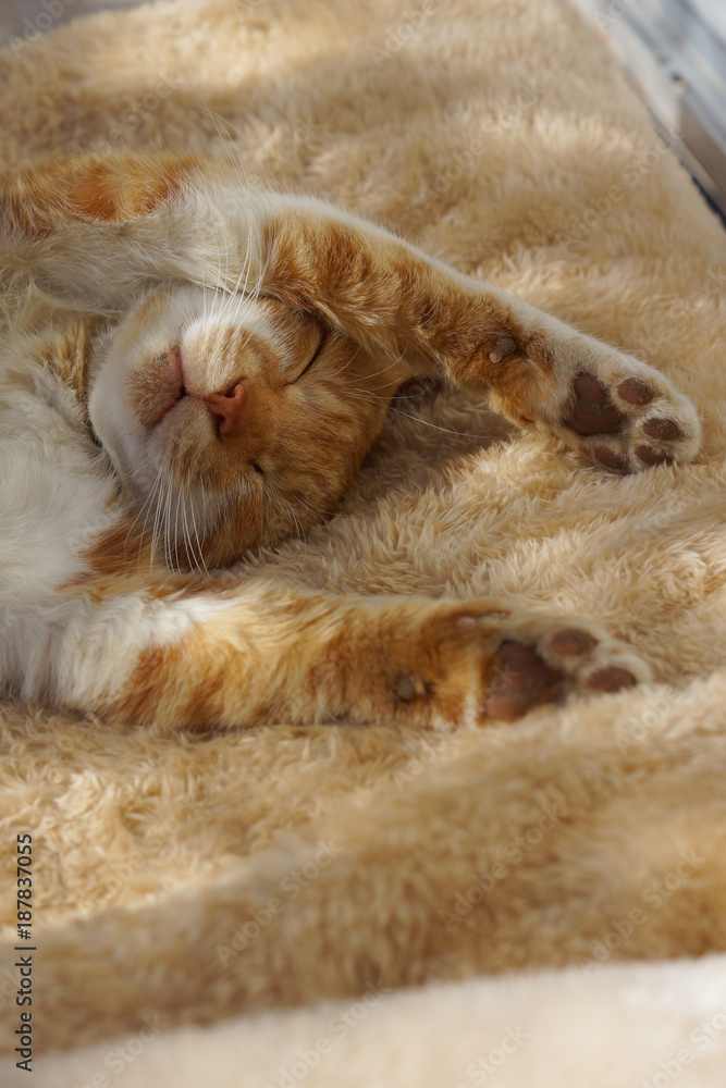 眠る茶猫 眠る茶猫