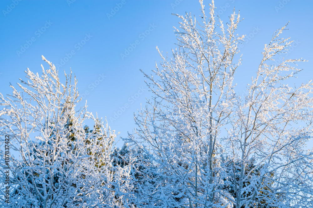 The branches of deciduous trees, birch in the snow and frost closeup on the background of bright blue sky in the rays of the winter sun, winter landscape The branches of deciduous trees, birch in the snow and frost closeup on the background of bright blue sky in the rays of the winter sun, winter landscape