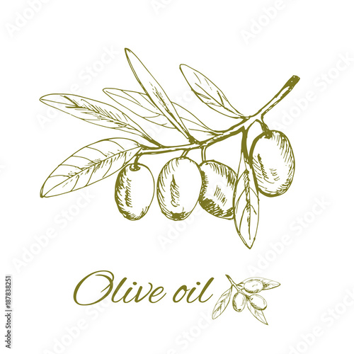 branch green olives, vector illustration hand-drawn logo of olives