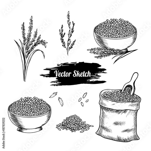 Vector rice hand drawn sketch .  Sketch vector  illustration. Vintage style