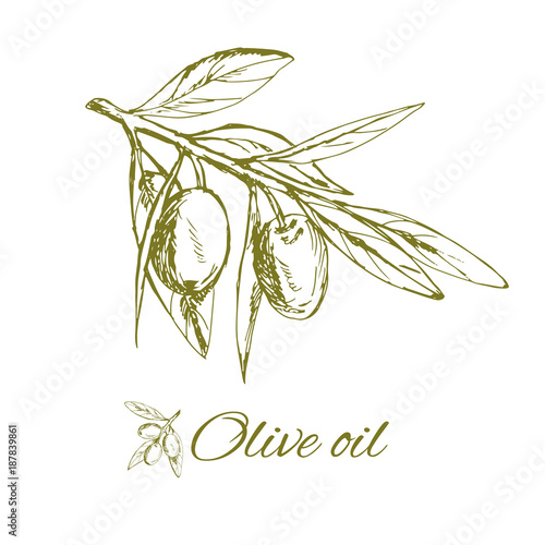 branch green olives, vector illustration hand-drawn logo of olives