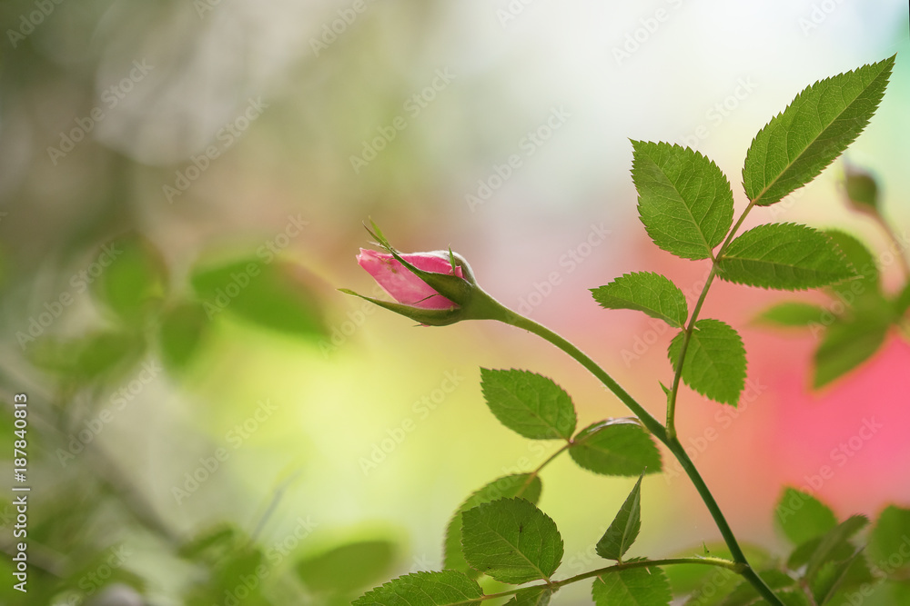 rose in the garden/ Happy Valentine's Day rose in the garden/ Happy Valentine's Day
