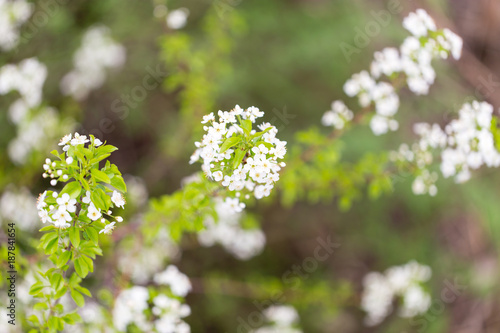 White flowers on a tree in spring