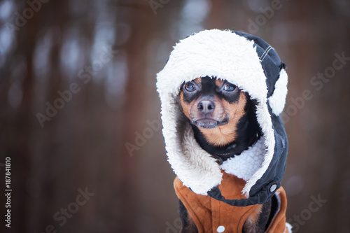 Photography Dog in  Winter clothes , space for text