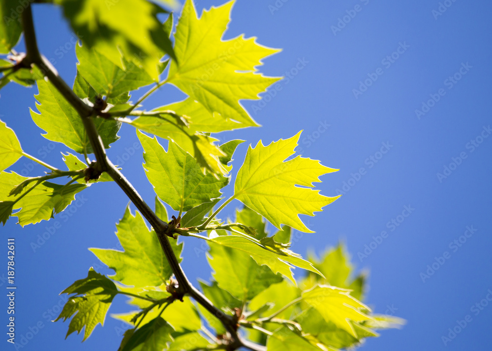 Obraz premium Green leaves on maple tree
