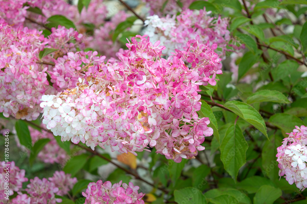 White and pink flowers of hydrangea paniculata Vanille Fraise blooming in autumn garden White and pink flowers of hydrangea paniculata Vanille Fraise blooming in autumn garden