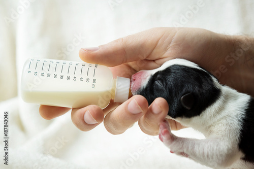 feeding a newborn puppy formula from a bottle closeup