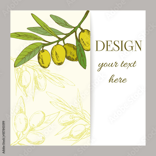 banner olive branch and berries, vector illustration, hand-drawn