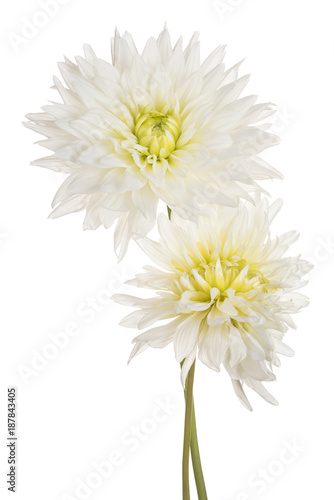 Fototapeta Naklejka Na Ścianę i Meble -  dahlia flower isolated