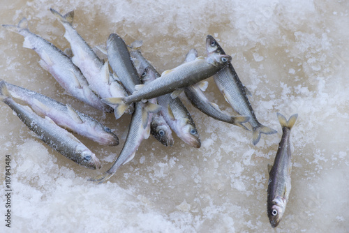 A bunch of caught frozen fish is on the ice. It is freshly taken smelt (Osmerus). photo
