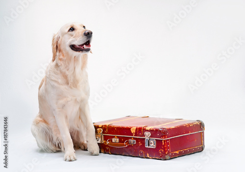 Fototapeta Naklejka Na Ścianę i Meble -  Dog with a red suitcase