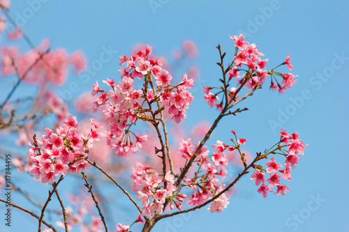 Sakura with blue sky.
