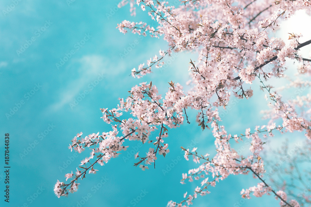Naklejka premium Różowe gałęzie kwitnącej wiśni na wiosnę na tle błękitnego turkusowego nieba z chmurami. Wiosna tle kwiatów z kwiatami na gałęziach sakury.