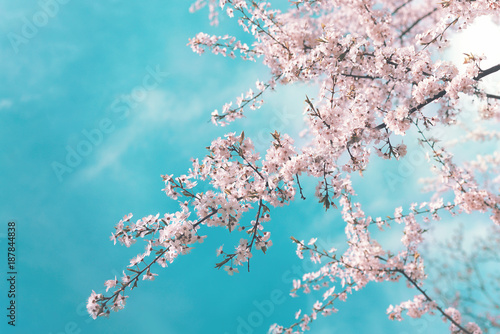 Pink branches of a blossoming cherry in the spring against a blue turquoise sky with clouds. Spring floral background with flowers on sakura branches.