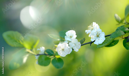Beautiful branch of blooming plum in spring on a natural green background in sunshine with beautiful sunlight flakes close-up macro, soft focus.