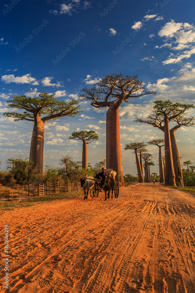 Beautiful Baobab trees at sunset at the avenue of the baobabs in Madagascar - obrazy, fototapety, plakaty 