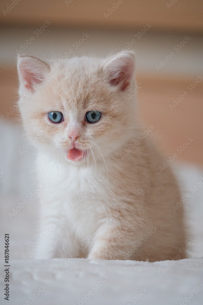 Red kitten lying on bed and looking something.