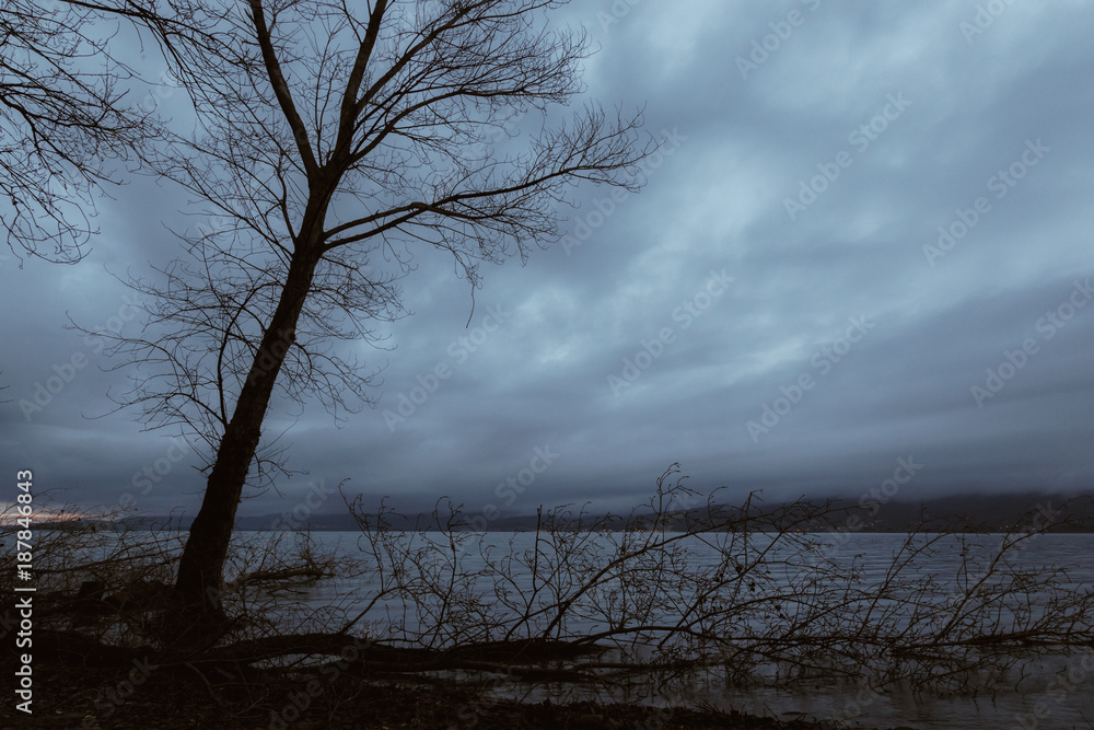 Skeletal and fallen trees on a lake shore, beneath a moody sky Skeletal and fallen trees on a lake shore, beneath a moody sky