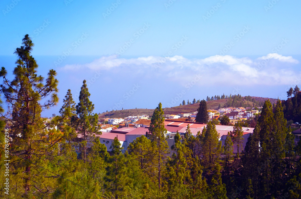 
Pine forest in Vilaflor mountain village with beautiful white clouds on the horizon.Tenerife,Canary Islands,Spain.
