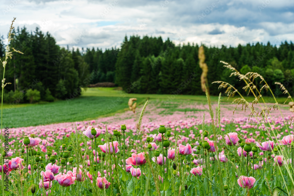 Fototapeta premium Field of pink poppy flowers