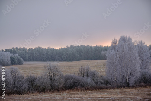 Field and trees are covered with hoarfrost.