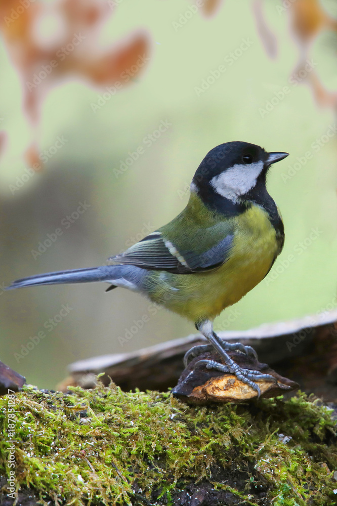Obraz premium Kohlmeise sitzt auf Baumstamm (Parus major)