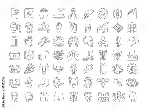Vector graphic set. Icons in flat, contour, thin, minimal and linear design. Science of anatomy. Study and structure of human internal organs. Concept illustration for Web site. Sign, symbol, element.