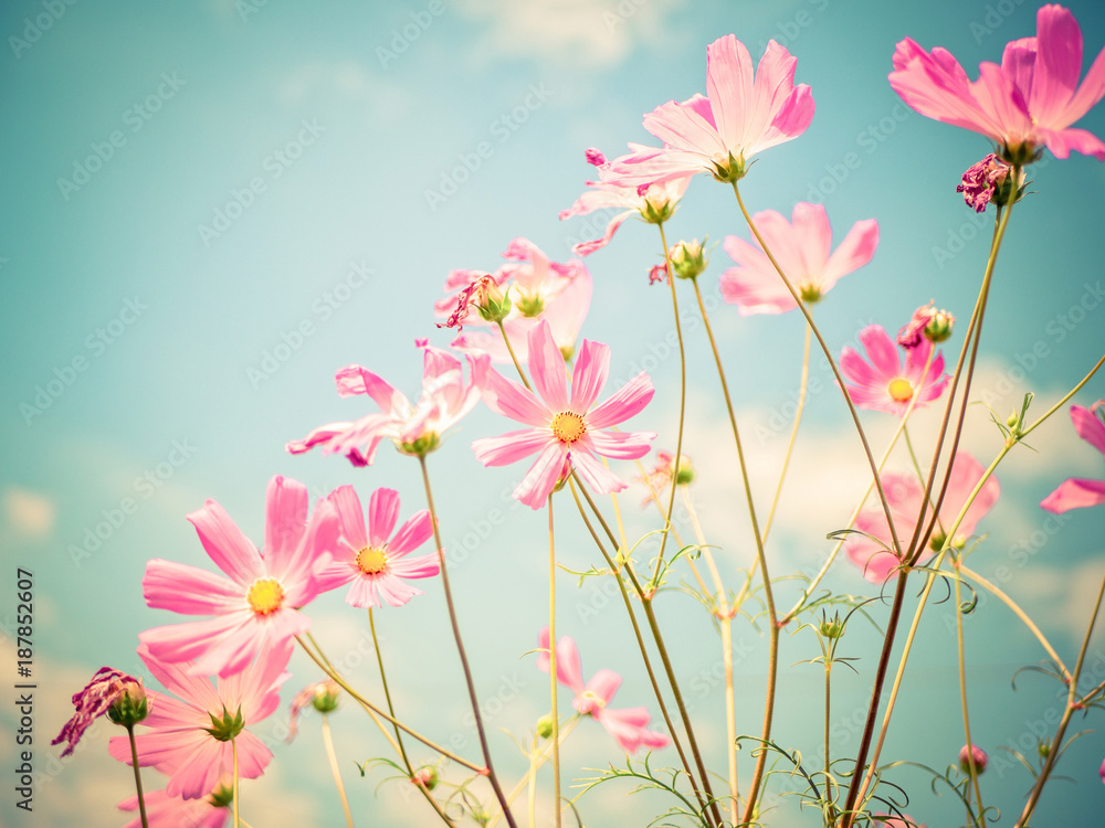 Cosmos flowers. Cosmos flowers.
