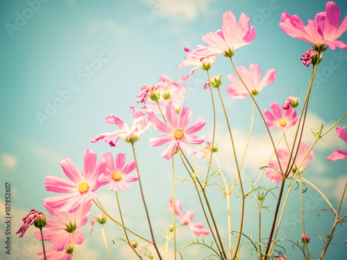 Cosmos flowers.